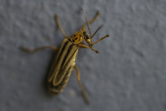 Chauliognathus scriptus