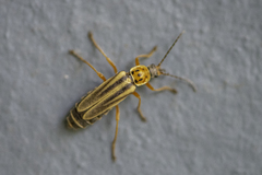 Chauliognathus scriptus