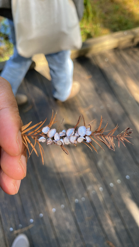 Unknown species found near Natural Area Dr, Gainesville, FL, US