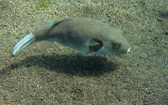 Arothron immaculatus