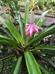 Aechmea mariae-reginae