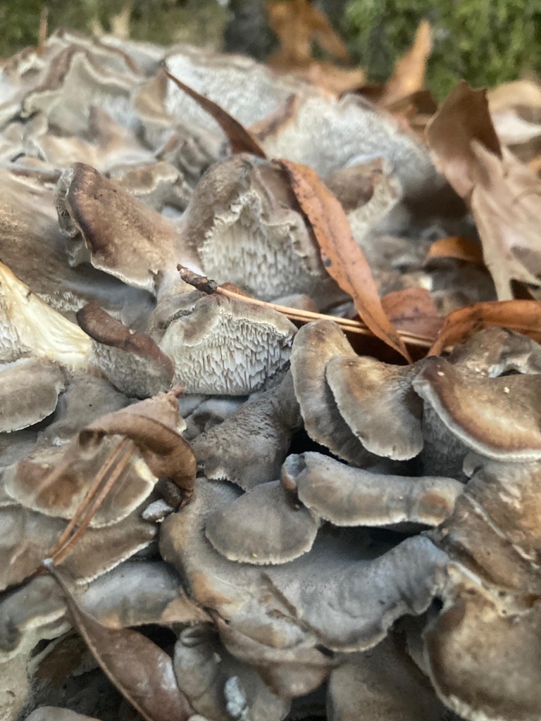 Grifola frondosa · November 2025 · photo: © stevestevens (iNaturalist, cc0)