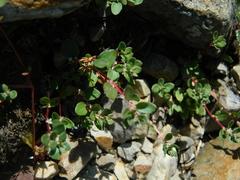 Polygonum minimum