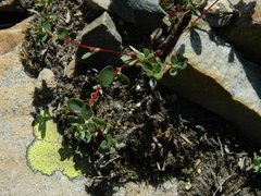 Polygonum minimum