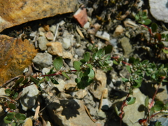 Polygonum minimum