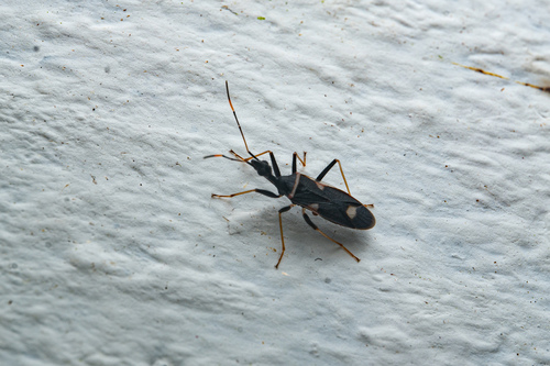 Pactye, 2025-09-25
