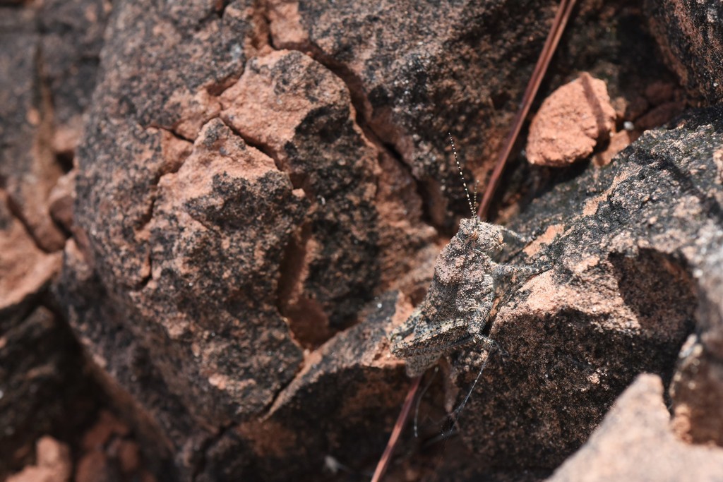 Pachyossa