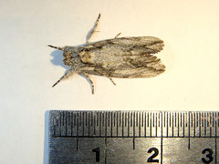 Commonia hesychima