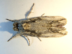 Commonia hesychima