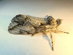 Commonia hesychima