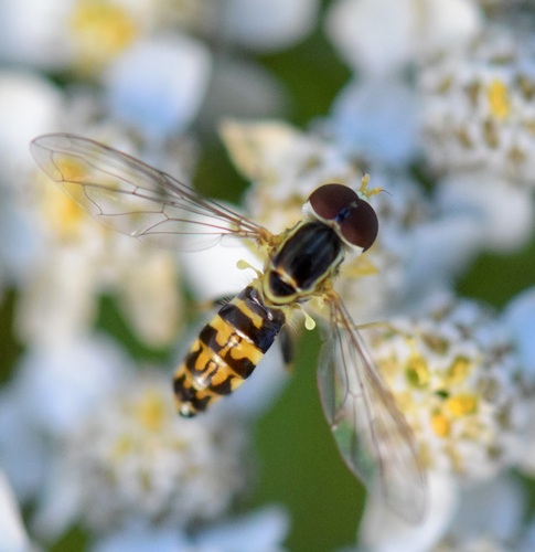Unknown species found near Saxon Hill, Essex Town, VT, USA