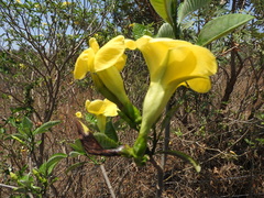 Tabernaemontana tomentosa