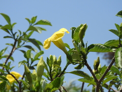Tabernaemontana tomentosa