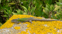 Podarcis carbonelli berlengensis