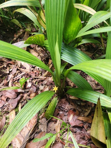 Curculigo latifolia observed 2025-10-14