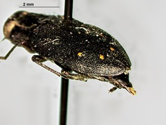 Phaenops