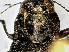 Phaenops