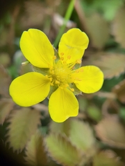 Argentina anserinoides