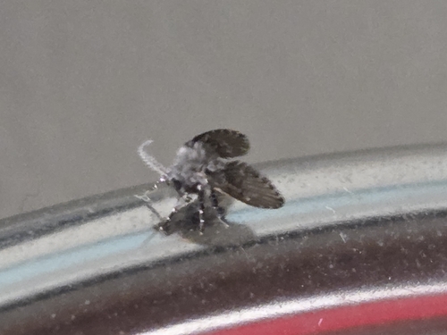 Unknown species found near Green & Sixth (NE Corner), Champaign, IL 61820, USA