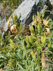 Penstemon lyallii