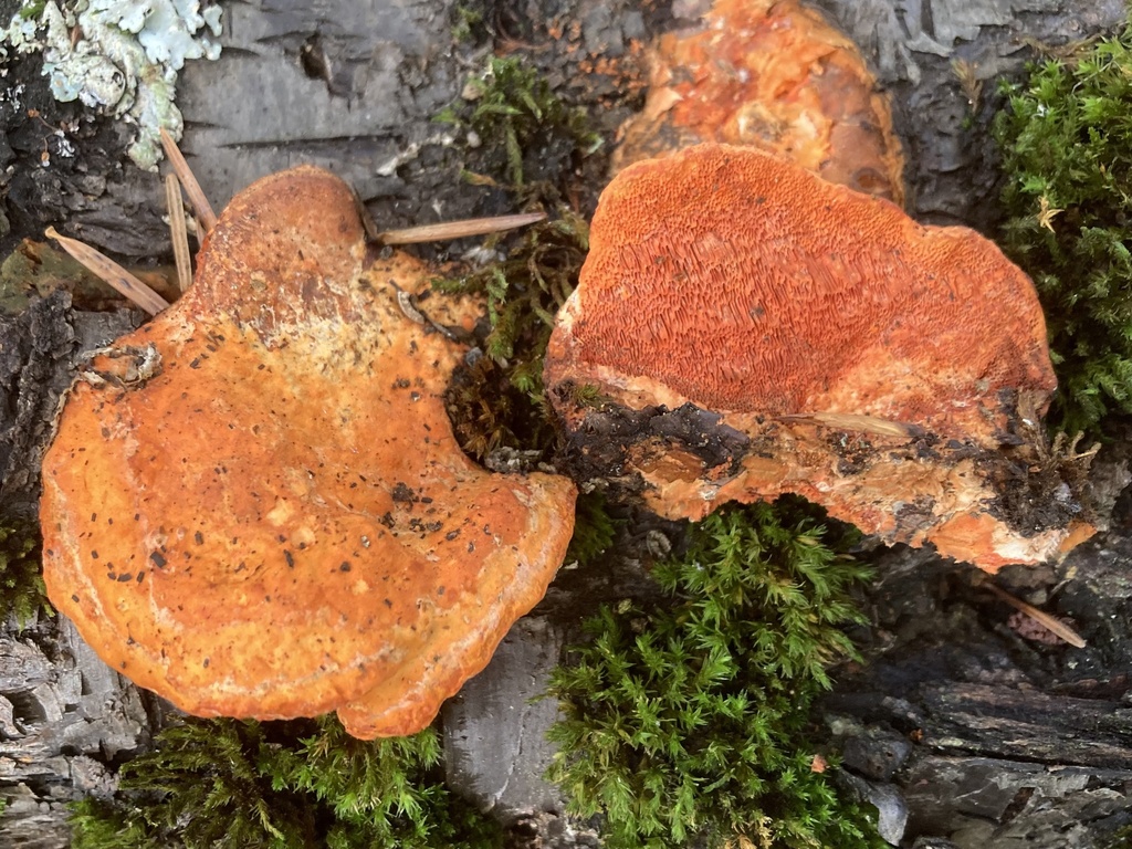 Trametes cinnabarina · November 2025 · photo: © lucian_clanet (iNaturalist, cc-by)