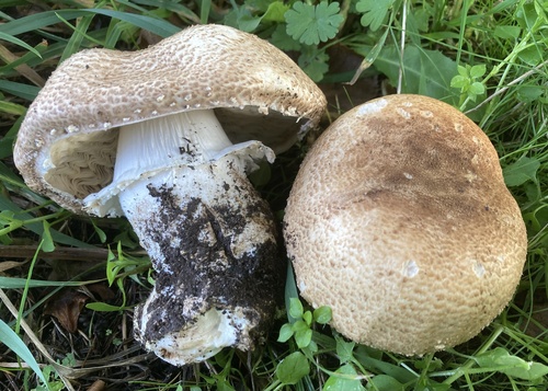 Agaricus augustus — (c) Lucian Clanet, some rights reserved (CC BY)