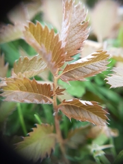 Argentina anserinoides