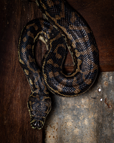 Coastal Carpet Python sighting