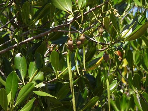 Rhizophora stylosa observed 2025-11-02