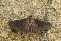 Coptobasis