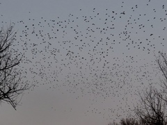 Sturnus vulgaris