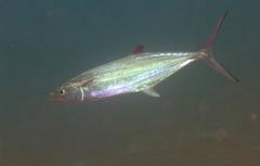 Scomberomorus regalis