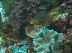 Halichoeres solorensis