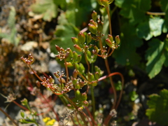 Lomatium sandbergii