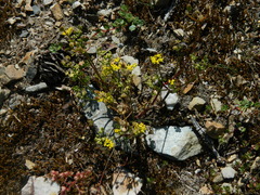 Lomatium sandbergii