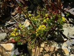 Lomatium sandbergii