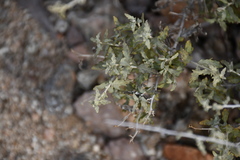 Ambrosia eriocentra