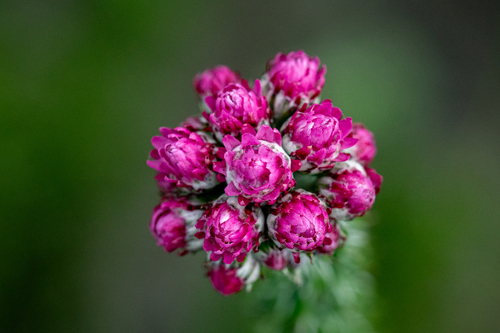 Red Crowndaisy (Lachnospermum umbellatum)