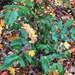 leatherleaf mahonia from Northwestern Ave, Philadelphia, PA, US on November 09, 2025 at 12:04 PM by Ezra Singler