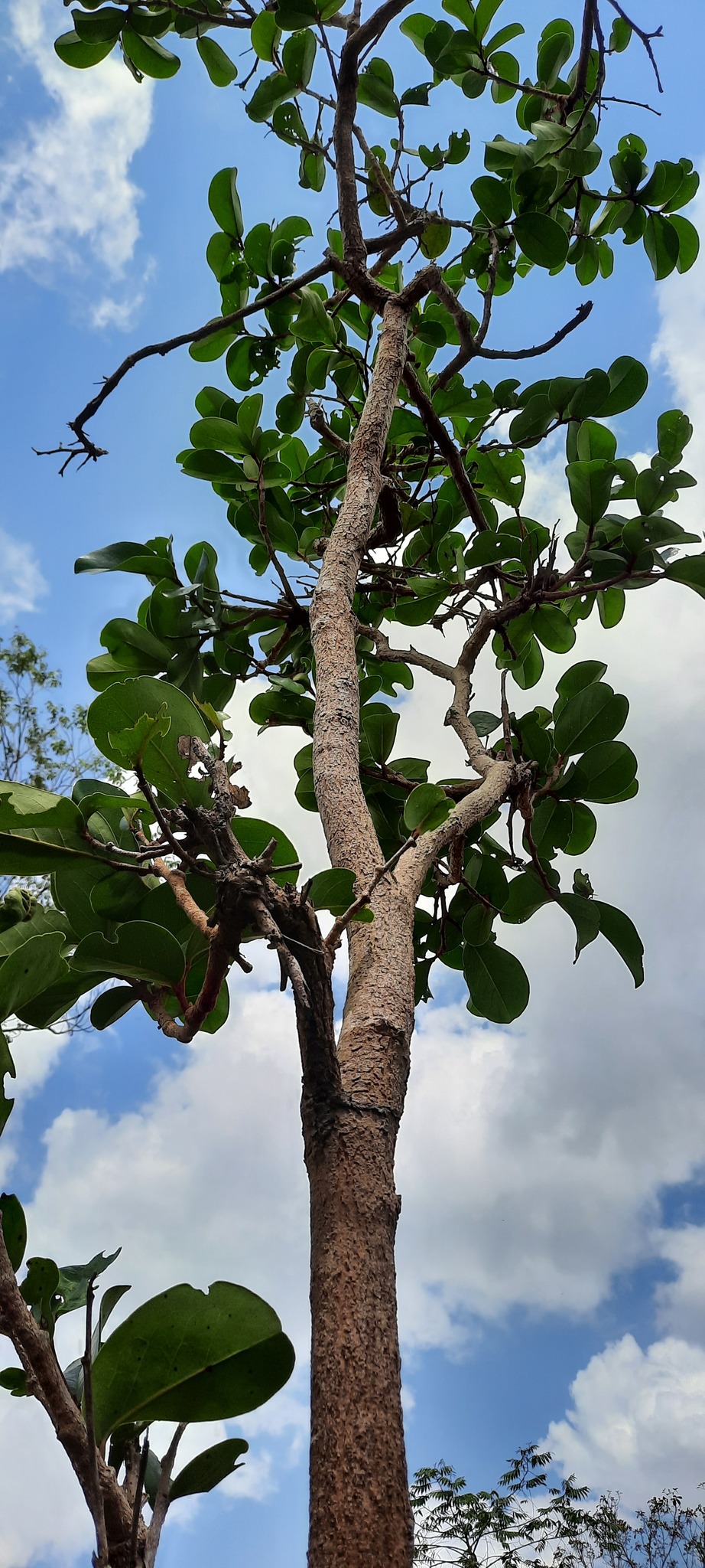 Annona coriacea