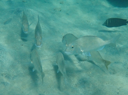 Rhabdosargus haffara observed 2025-10-20