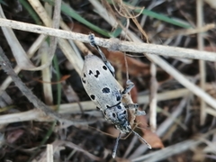 Ericydeus duodecimpunctatus