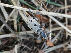 Ericydeus duodecimpunctatus