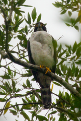 Accipiter poliogaster