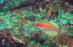 Paracheilinus flavianalis