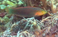 Halichoeres solorensis