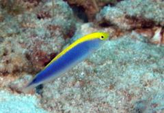 Halichoeres cyanocephalus