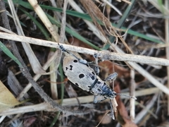 Ericydeus duodecimpunctatus