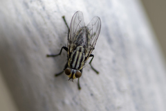 Diptera