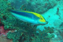 Halichoeres cyanocephalus
